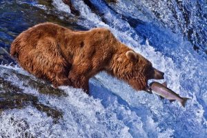 bear catching wild salmon