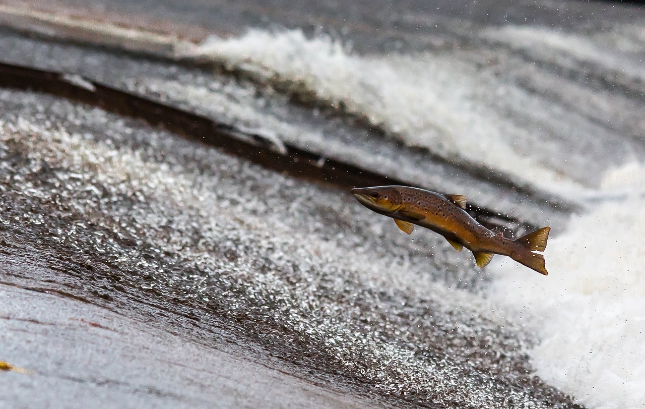 salmon jumps out of water during salmon run