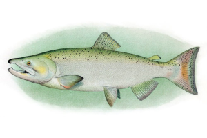 Chinook Salmon