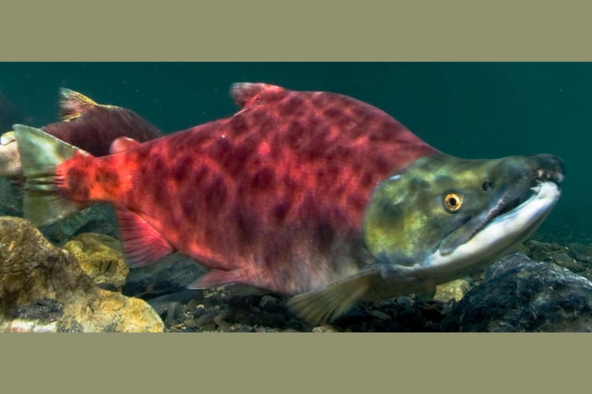 Sockeye Salmon